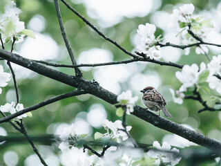 赵一曼的事迹简洁语言